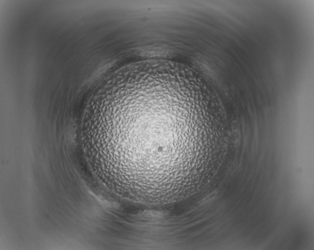 X0000077990255200611101736