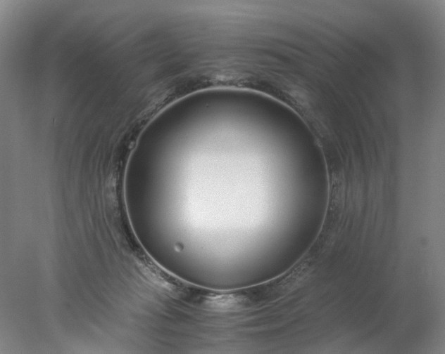 X0000077990269200611101736