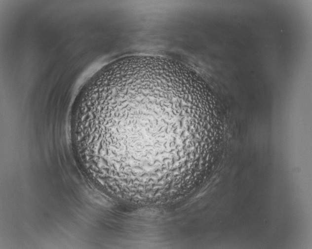 X0000077990294200611101735