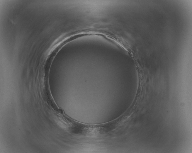 X0000077990295200611101735