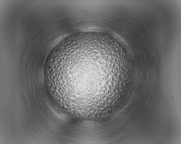 X0000077990298200611101735