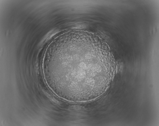 X0000077990339200611101734