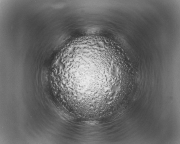 X0000077990363200611101734