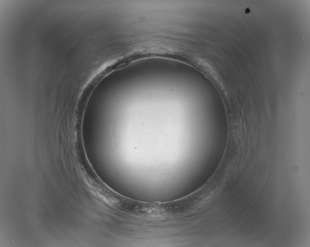 X0000077990395200611101734