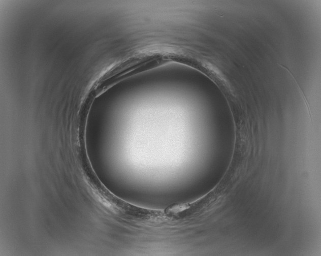 X0000077990399200611101733