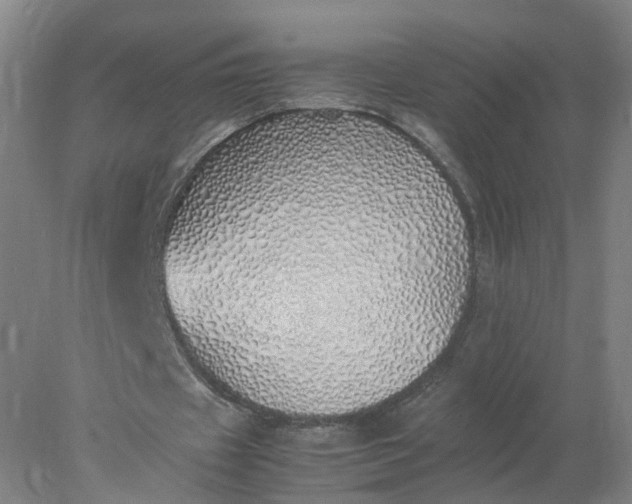 X0000077990433200611101732