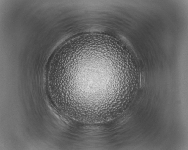 X0000077990435200611101732