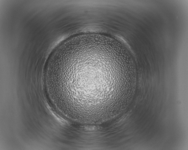 X0000077990439200611101732