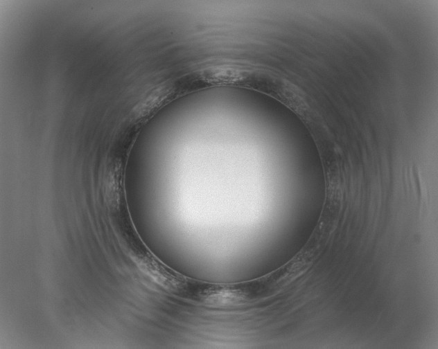 X0000077990460200611101733