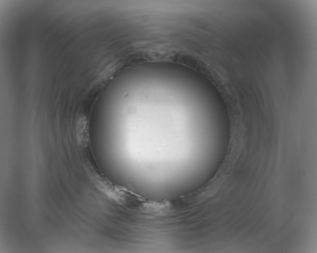 X0000077990480200611101733