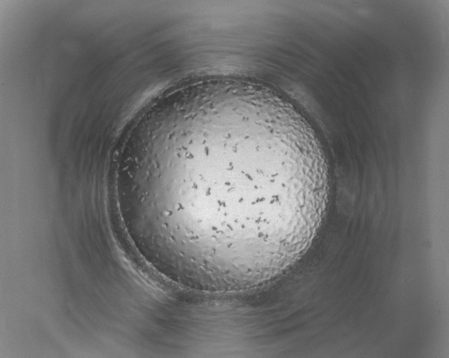 X0000077990482200611101732