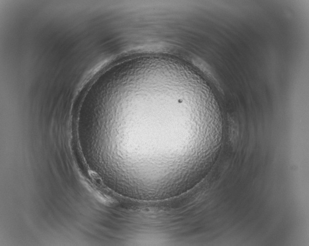 X0000077990486200611101732