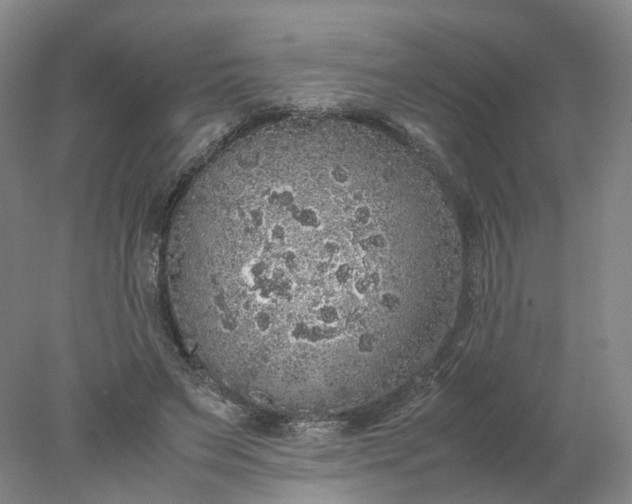 X0000077990495200611101732