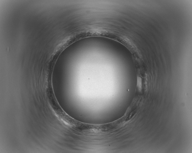 X0000077990496200611101732