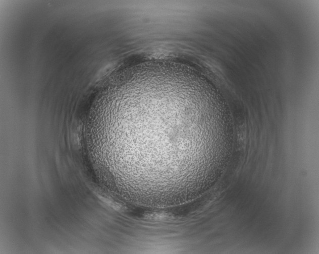 X0000077990503200611101732