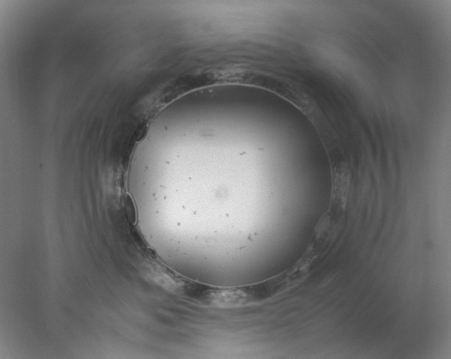 X0000077990525200611101731