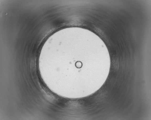 X0000077990534200611101731