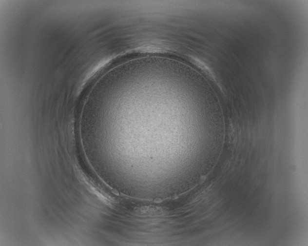 X0000077990535200611101731