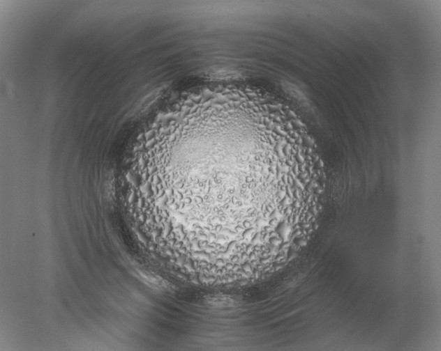 X0000077990549200611101731