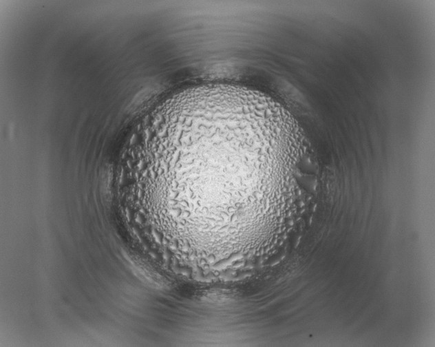 X0000077990550200611101731