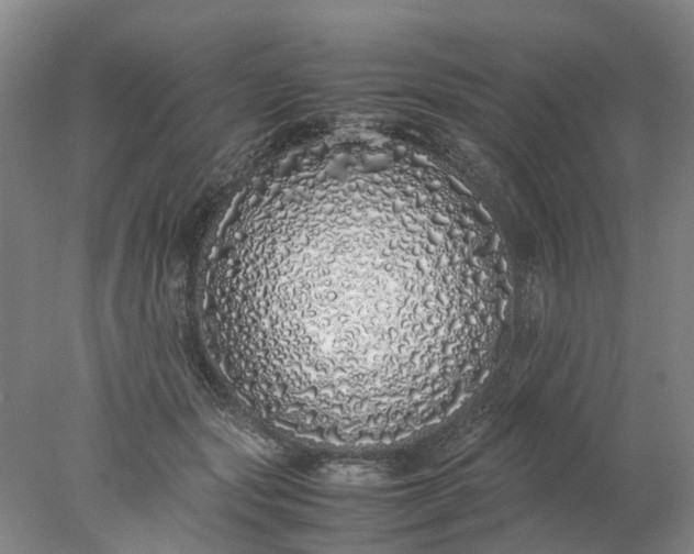 X0000077990557200611101731