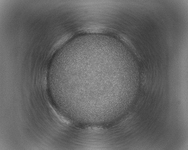 X0000077990586200611101730