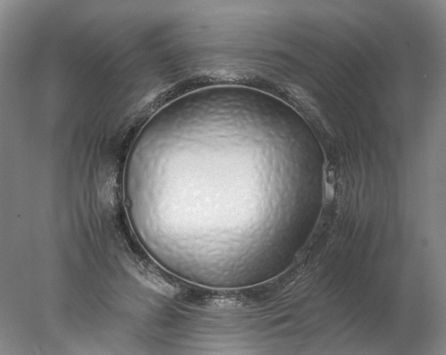 X0000077990596200611101730