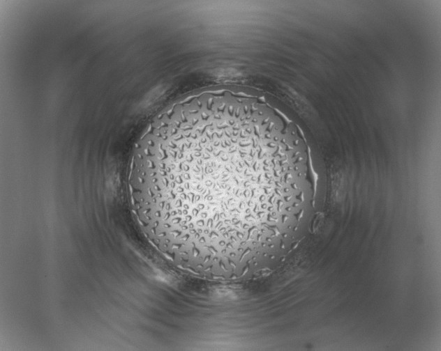 X0000077990618200611101730