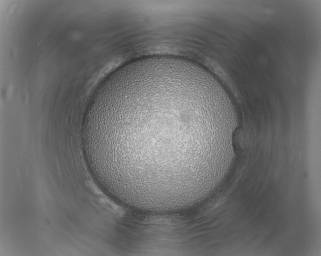 X0000077990625200611101729