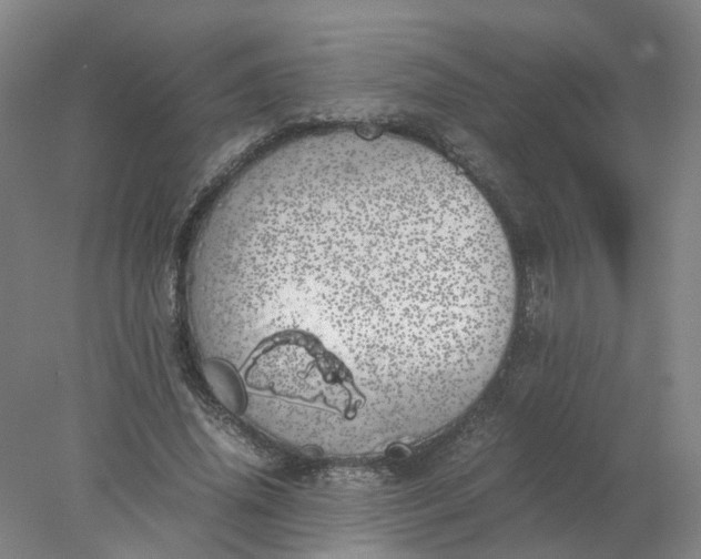 X0000077990636200611101729