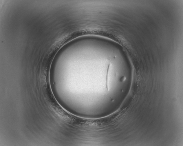 X0000077990640200611101729