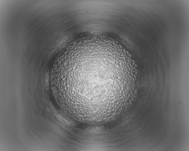 X0000077990646200611101729