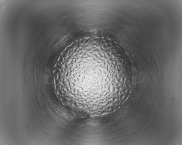 X0000077990656200611101729