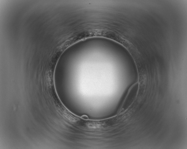 X0000077990661200611101730