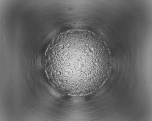 X0000077990670200611101730