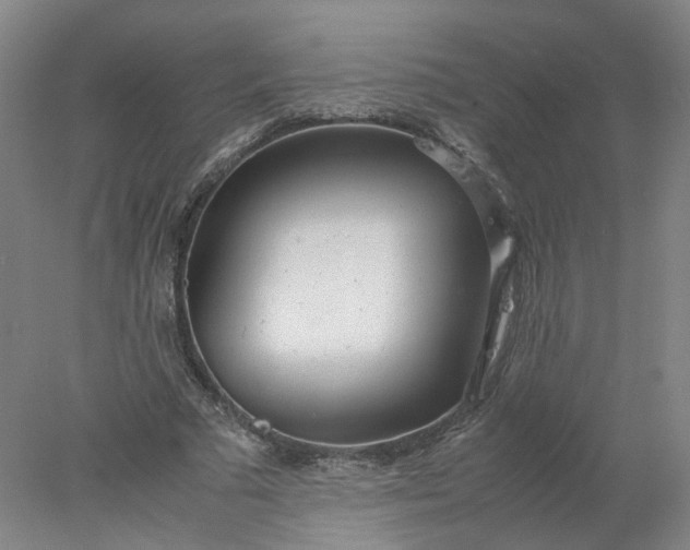 X0000077990681200611101729