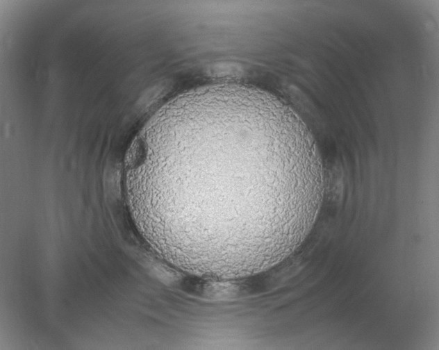 X0000077990717200611101728