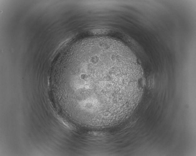 X0000077990733200611101727