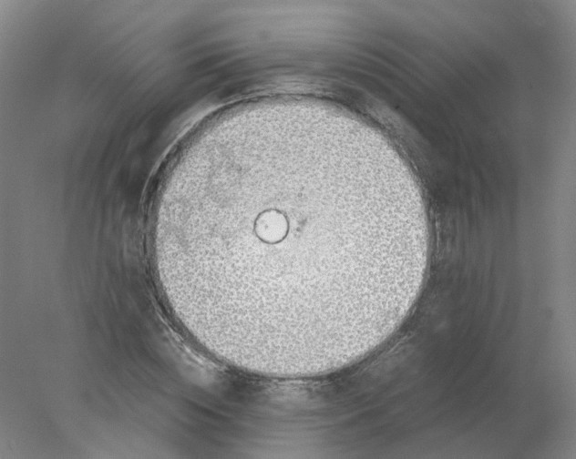 X0000077990828200611101726