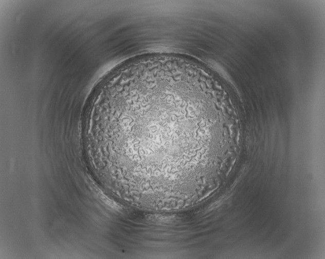 X0000077990831200611101726