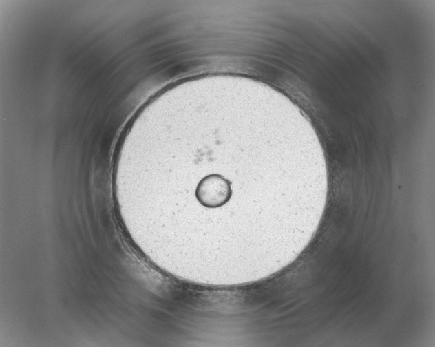 X0000077990836200611101726