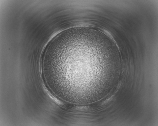 X0000077990843200611101726