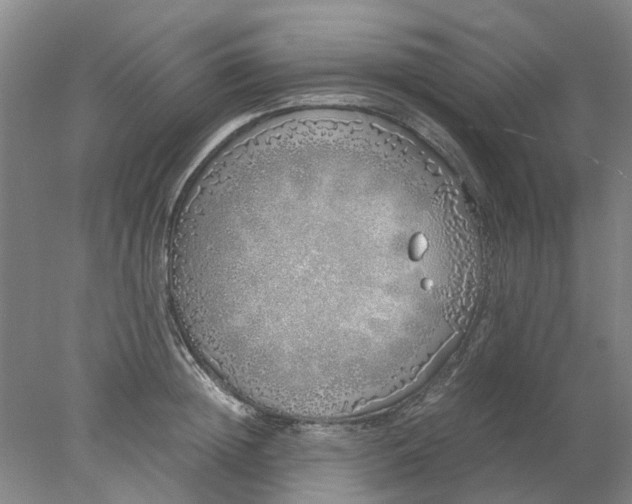 X0000077990852200611101726