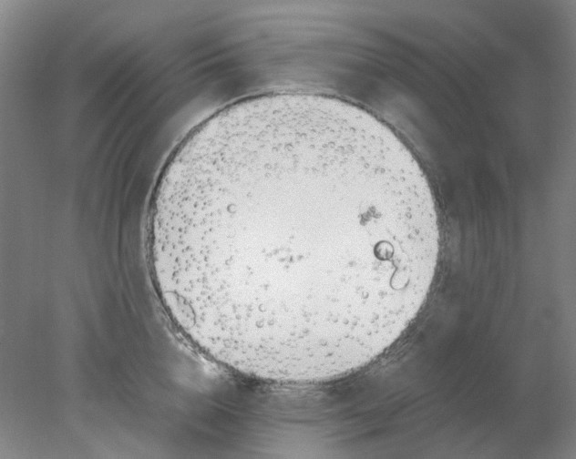 X0000077990856200611101726