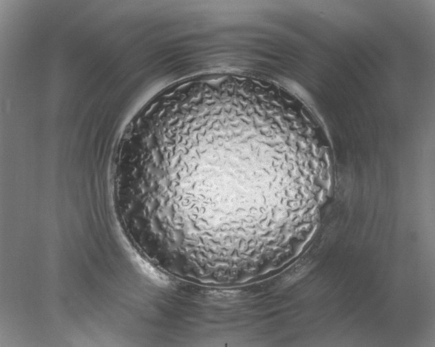 X0000077990859200611101726