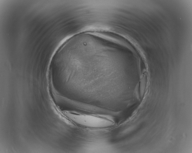 X0000077990864200611101726