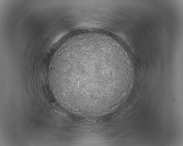 X0000077990871200611101725