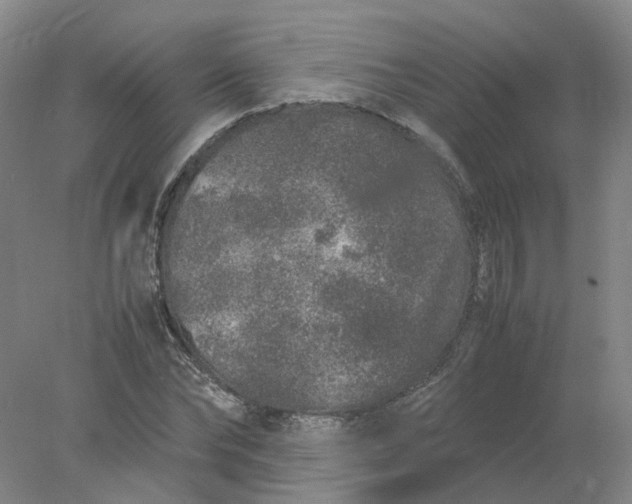 X0000077990878200611101725