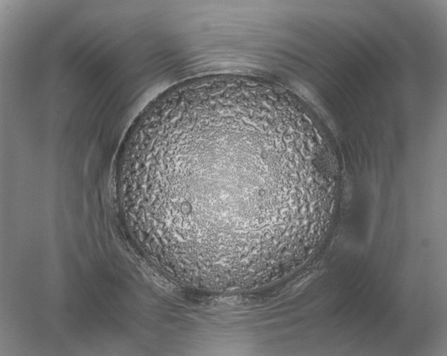 X0000077990883200611101725