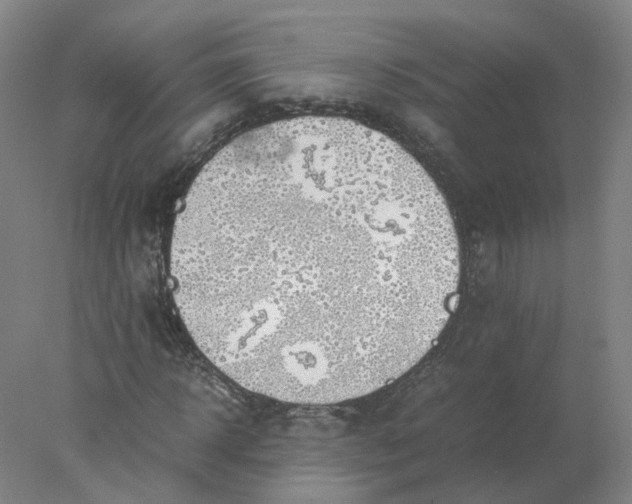 X0000077990918200611101724